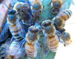 Honey bees fight back against Varroa