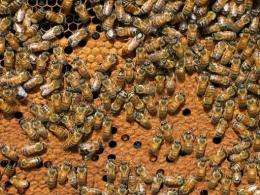 Honey bees in France
