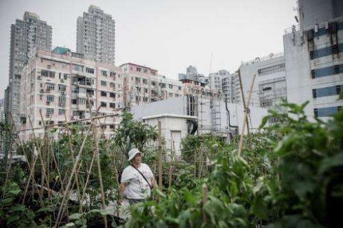 Hong Kong has been late to latch on to rooftop farming, which has been popular in London and New York for years