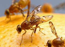 Hormone therapy for fruit flies means better pest control