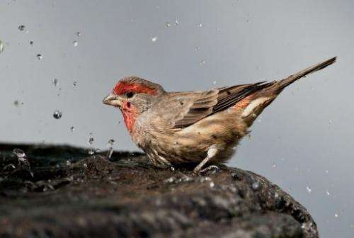 House finches avoid sick members of their own species, scientists claim