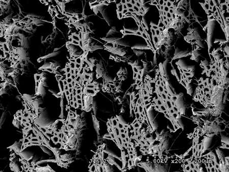 How an ancestral fungus may have influenced coal formation