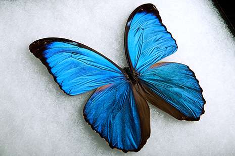 How butterfly wings can inspire new high-tech surfaces