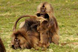 How cooperation can trump competition in monkeys