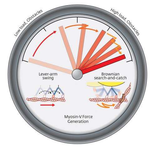 How molecular transports change gear: Environment determines the motion of motor proteins