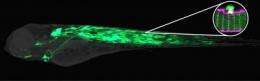 How muscle cells seal their membranes
