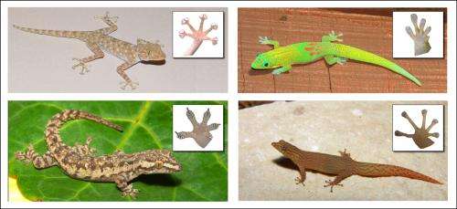 How sticky toepads evolved in geckos and what that means for adhesive technologies