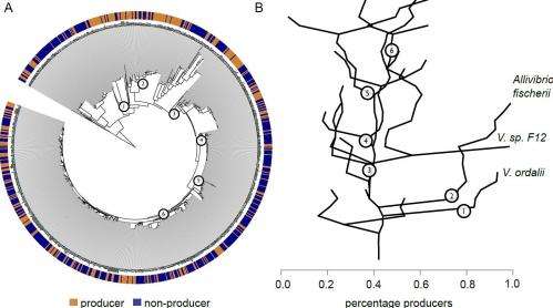 Microbial Munificence: Iron acquisition strategies in natural bacterioplankton populations