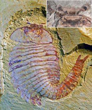 Complex brains evolved much earlier than previously thought, 520-million-year-old fossilized arthropod confirms