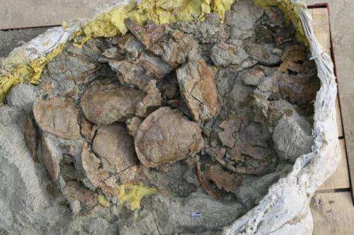 Huge deposit of Jurassic turtle remains found in Cchina