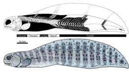 Human-like spine morphology found in aquatic eel fossil