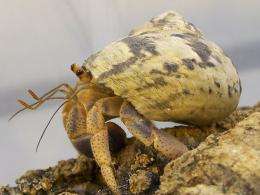 Humidity increases odour perception in terrestrial hermit crabs