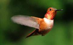 Hummingbirds take no notice of flower color