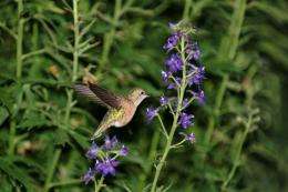 Where have all the hummingbirds gone?