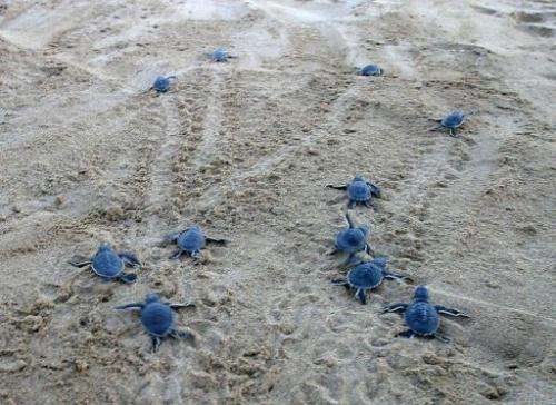 Hundreds of sea turtles hatch each summer on Cyprus' beaches