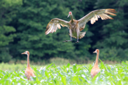 Hunting could hurt genetic diversity of sandhill cranes, UW research suggests
