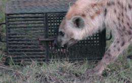 Hyenas that think outside the box solve problems faster