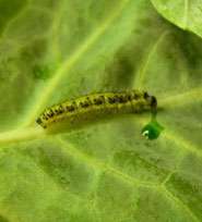 Vomiting caterpillars weigh up costs and benefits of group living