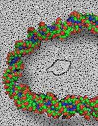 Small DNA circles found outside the chromosomes in mammalian cells and tissues, including human cells