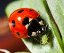 I'm bright red and I taste foul - the message behind color and the ladybird's spots