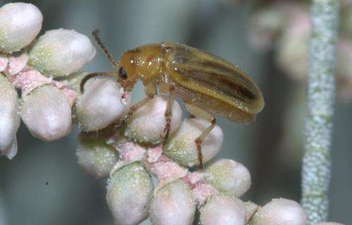 Imported 'bio-beetles' attack invasive saltcedar