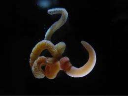 In a brainless marine worm, researchers find the developmental 'scaffold' for the vertebrate brain