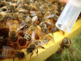 Increased honey bee diversity means fewer pathogens, more helpful bacteria