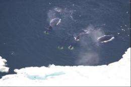 Increase in Arctic shipping poses risk to marine mammals