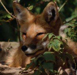 Increase in Lyme disease mirrors drop in red fox numbers: study