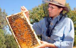 Increasing genetic diversity of honey bees needed