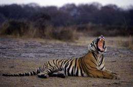 India is home to half of the world's dwindling wild tiger population