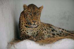 India's leopard population was pegged at 1,150 in an official 2011 census