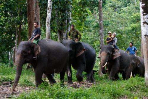 Indonesian forest rangers on trained Sumatran elephants search for stray wild elephants near palm oil plantation area