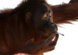 Indonesian zoo moves orangutan to stop her smoking