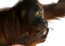 Indonesia to help smoking orangutan kick the habit