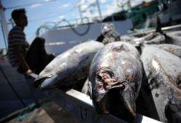 Indonesia workers load tuna from a fishing boat onto a truck