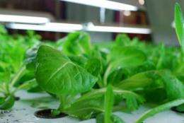 Indoor farming eliminates the need for pesticides and herbicides and protects crops from drought and storm damage