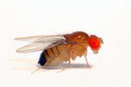 In fly DNA, the footprint of a fly virus
