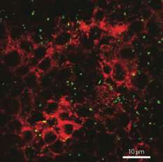 Ingested nanoparticles could be harmful to health