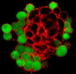 In lab, Pannexin1 restores tight binding of cells that is lost in cancer