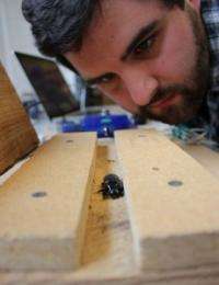 Insect Olympians: Students ask what makes horned passalus beetles so strong