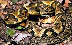 Insight into snake venom evolution could aid drug discovery