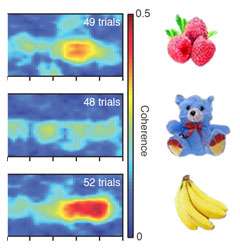 In-sync brain waves hold memory of objects just seen
