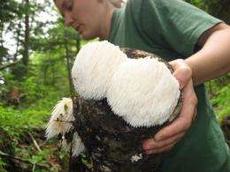 Interest in gourmet fungi is mushrooming