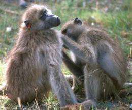 In the baboon social network: 'Nice' gals may finish first