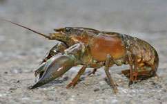 Invading crayfish success down to appetite and disease