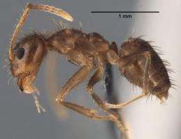 Invasive 'Rasberry Crazy Ant' in Texas now identified species