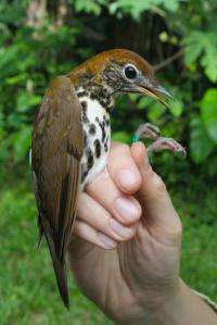 It's a bird, not a plane: Migrating songbirds depart on time