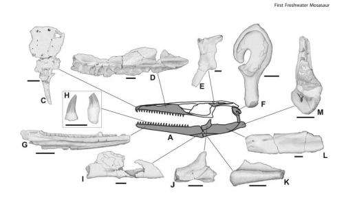 First freshwater mosasaur discovered