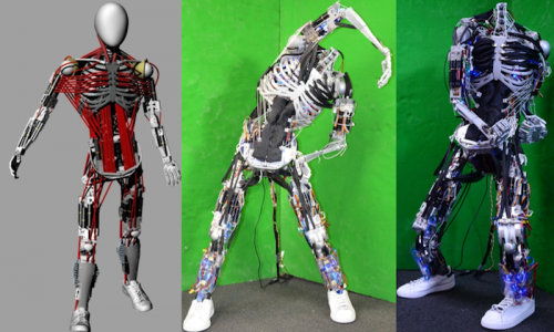 Japanese researchers build robot with most humanlike muscle-skeleton structure yet